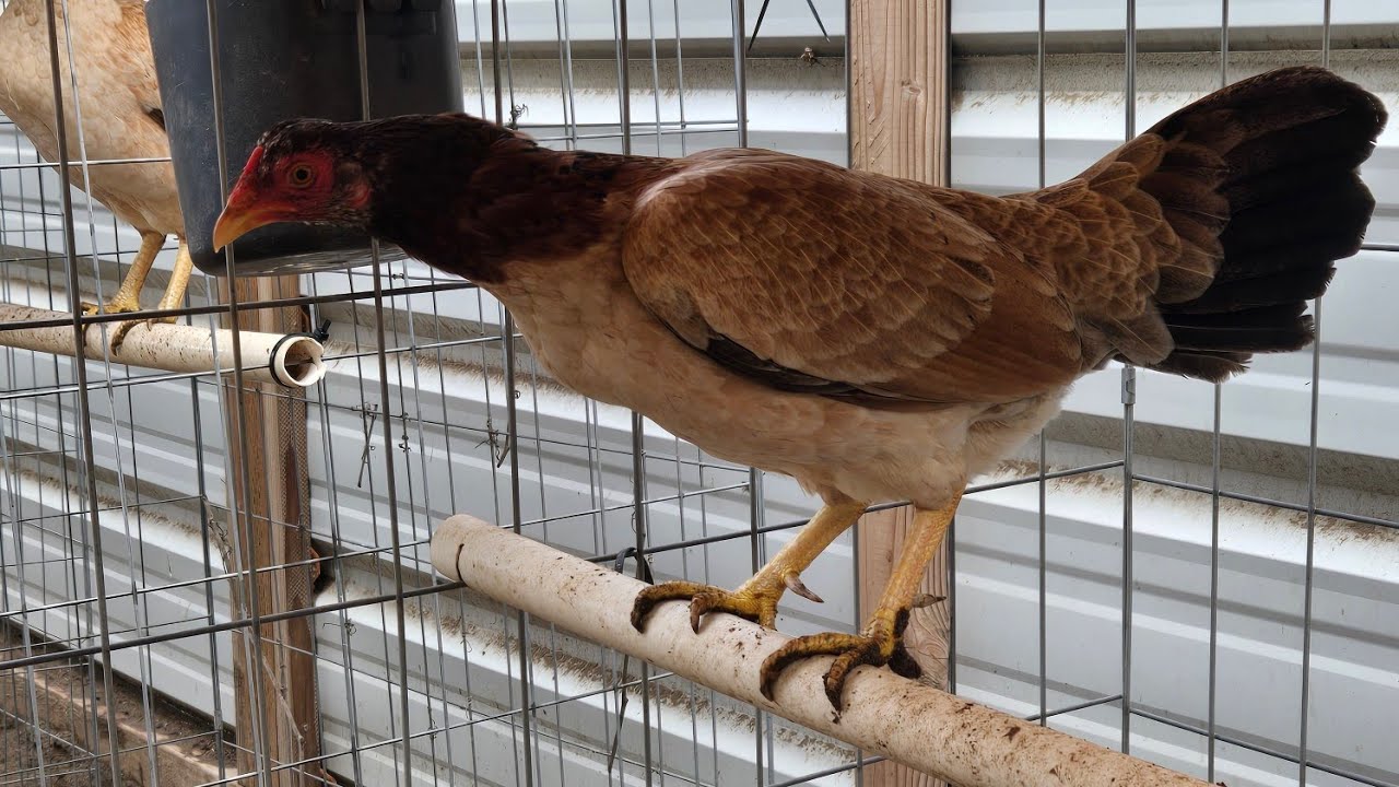 Gallinas disponibles