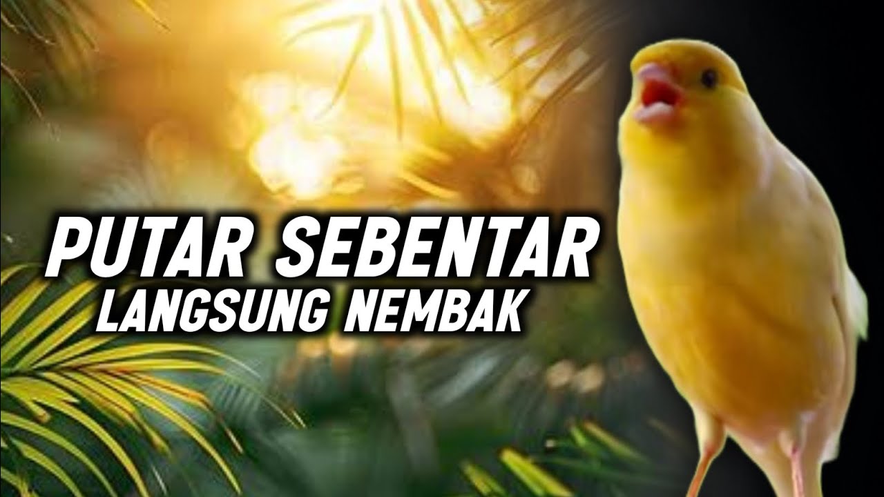 KENARI GACOR PANJANG Rol Rapat EMOSI Cuit cuit Ngerol AMPUH untuk Pancingan kenari Macet Bunyi