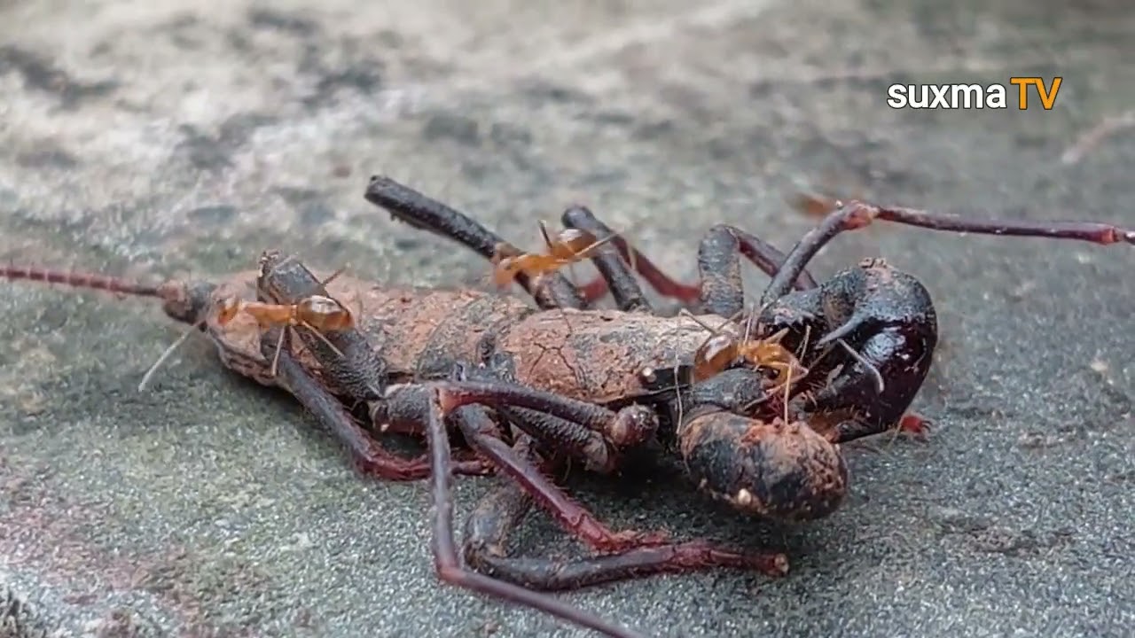KALAJENGKING  CAMBUK 