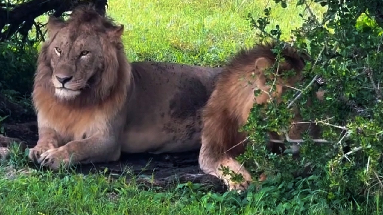 Rongai Rocker Male Lions Resting | Masaimara | 22 February 2026