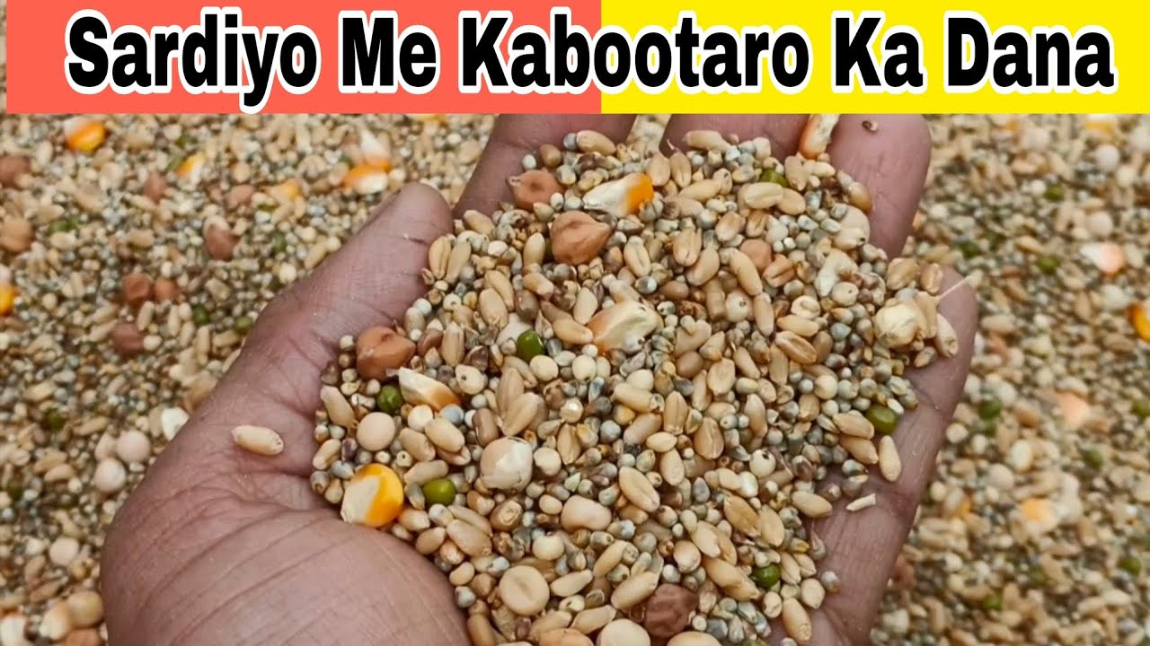 Sardiyo Me Kabootaro Ka Dana @AkashDhoundiyal-u1b 
