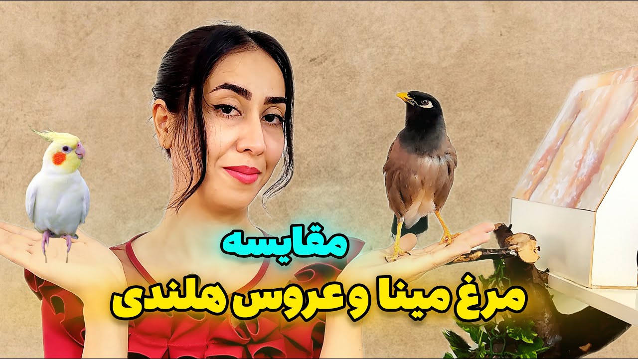 مرغ مینا بگیرم یا عروس هلندی؟/ شرایط نگه داری مرغ مینا و عروس هلندی🦜🐦