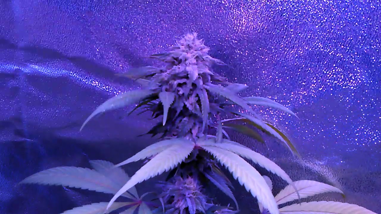 Week 5 of flower duke nukem acid dough and dark angel medical marijuana growth update