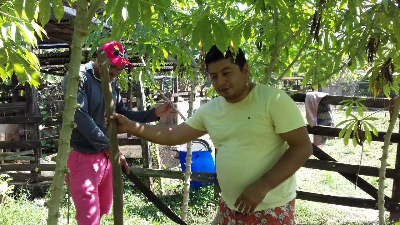 TUTORIAL SOBRE LA YUCA