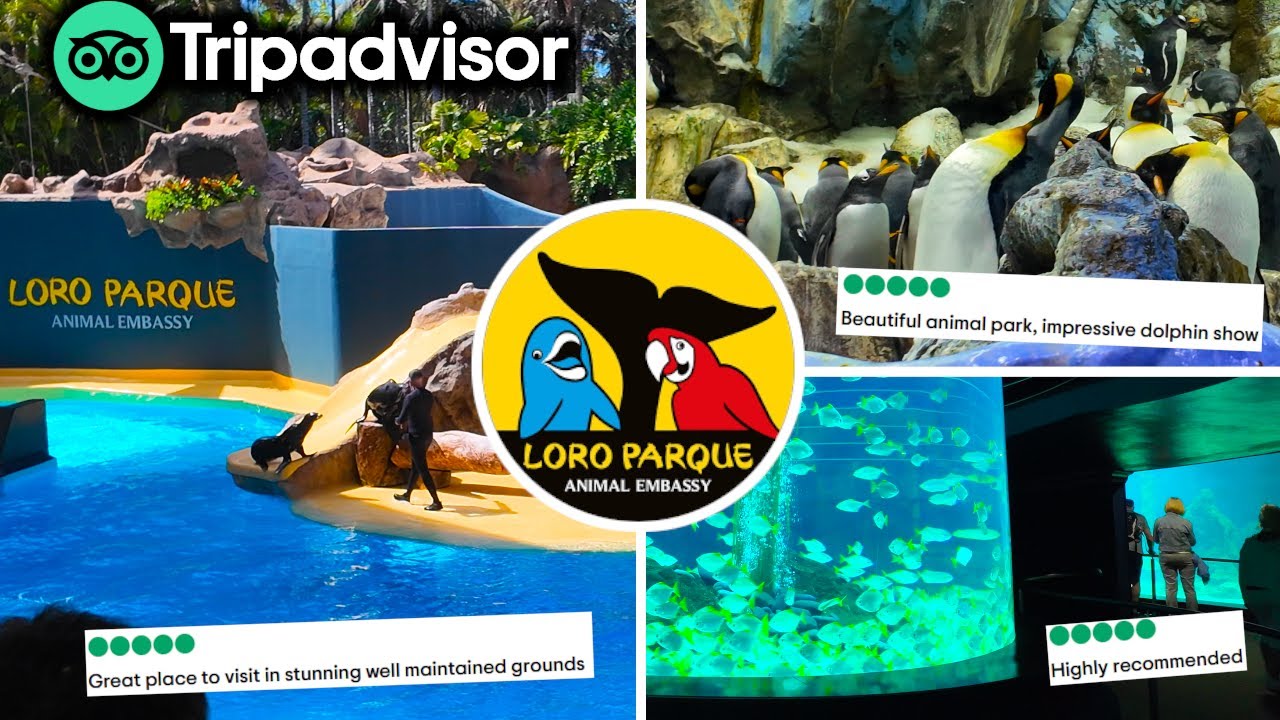 Is This Really The WORLDS BEST ZOO? Loro Parque, Tenerife 2025