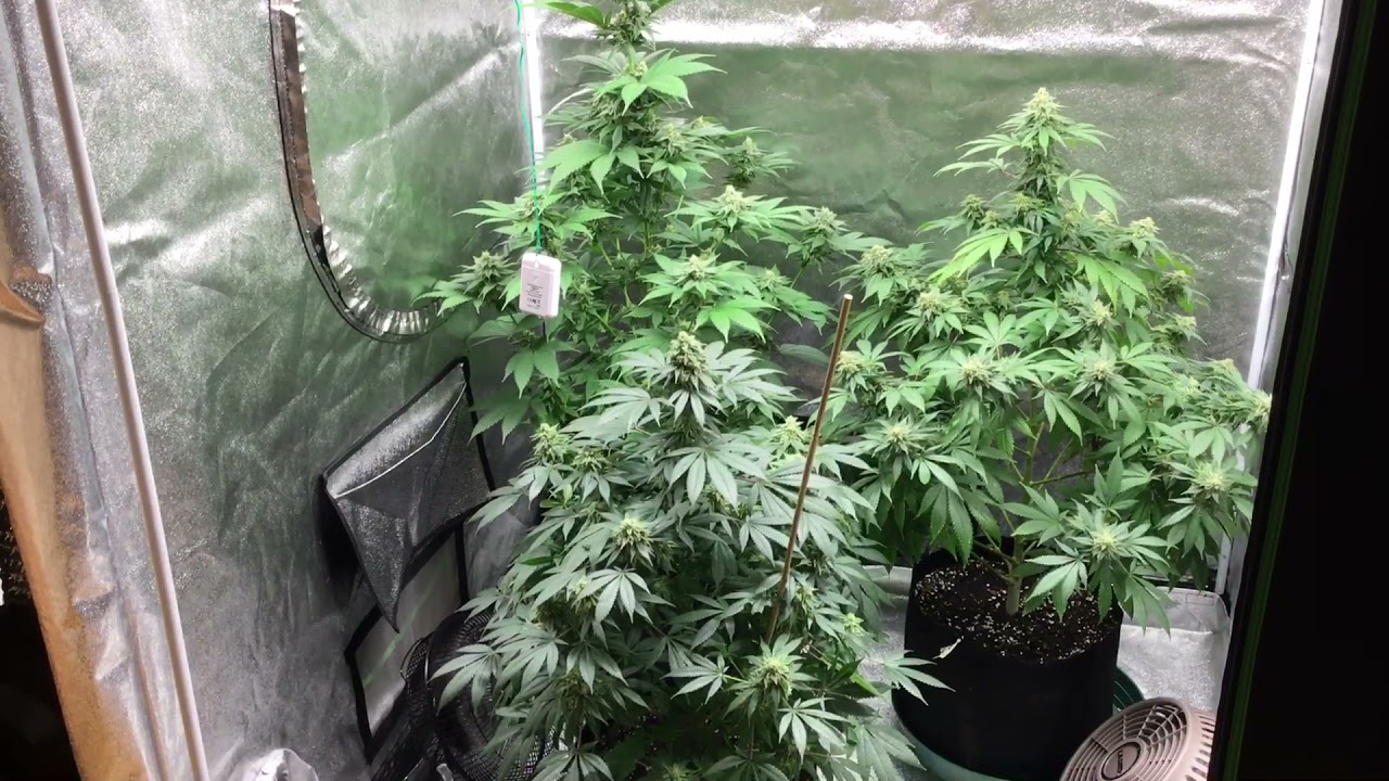 MSNL Seeds GG #4 Update🏹
