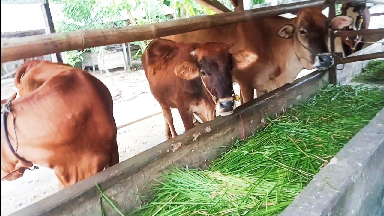 BERTERNAK DAN MENGGEMUKAN SAPI SAPI DAGANGAN  BETINA 👍👍