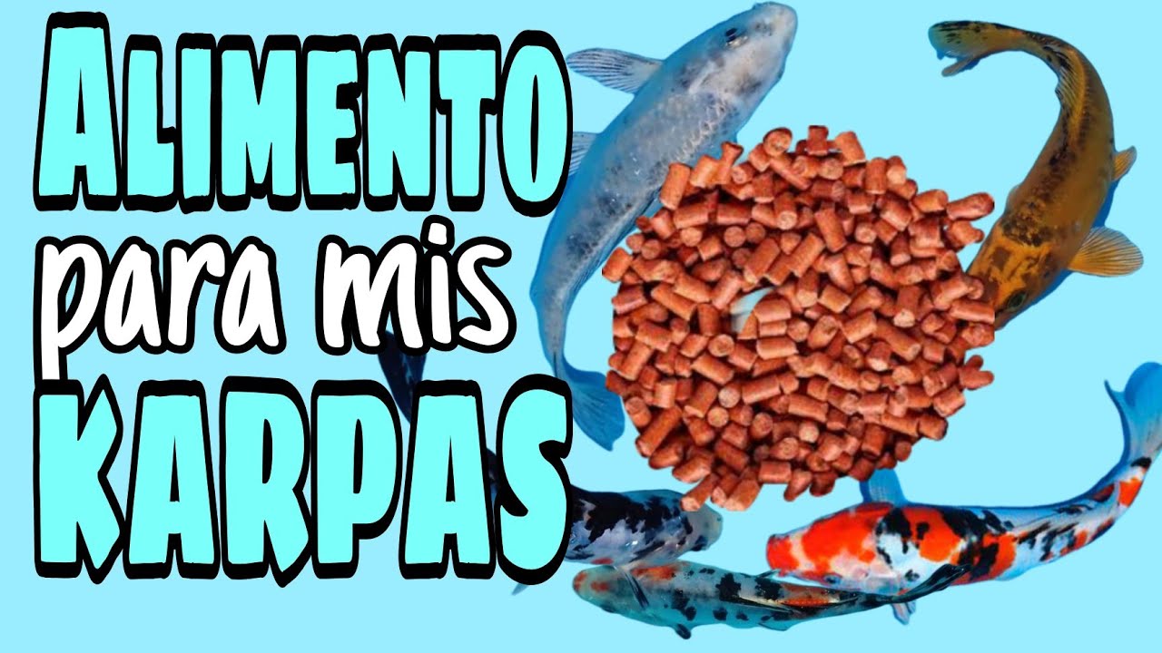 ALIMENTO PARA MIS CARPAS
