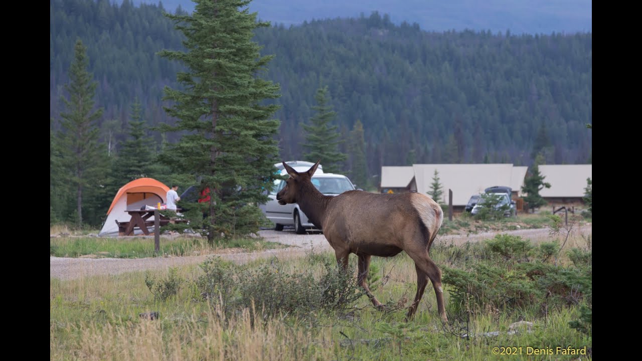 Whistlers (NEW) Campground - Jasper, Alberta, Canada