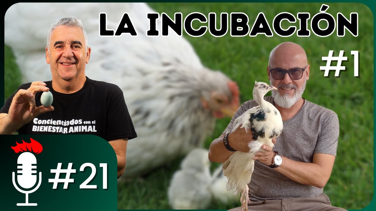 🎙️ MANUAL de BUENAS PRÁCTICAS en la INCUBACIÓN - Parte 1 | Podcast #21 con Ronald Barquero