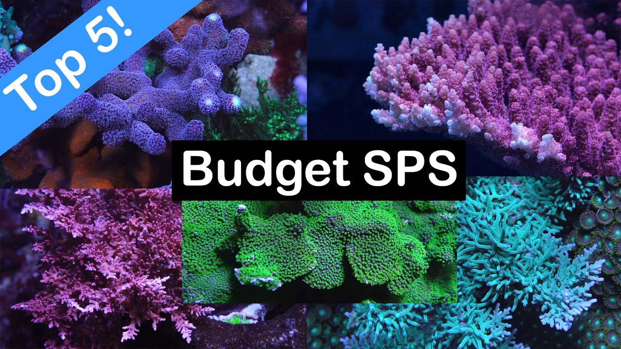 Top 5 Most Underrated (and CHEAP) SPS Corals