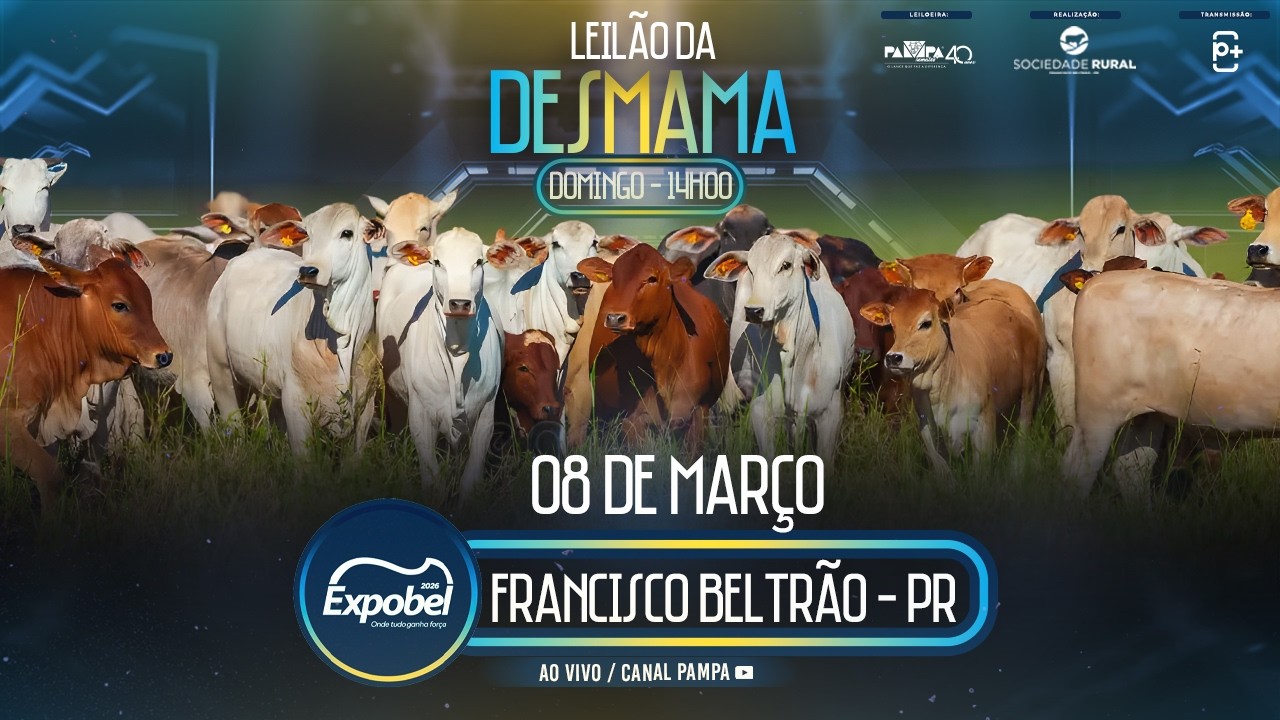 Leilão da Desmama - EXPOBEL, FRANCISCO BELTRÃO/PR - 08/03/2026 14:00h