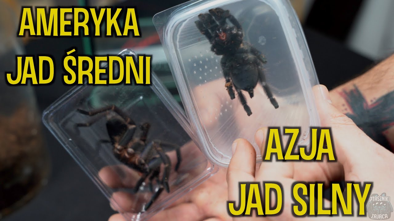 Dwa ptaszniki, dwa światy, dwa biotopy 🤯 Cyriopagopus sp.hati hati, Phormictopus sp.dominican purple