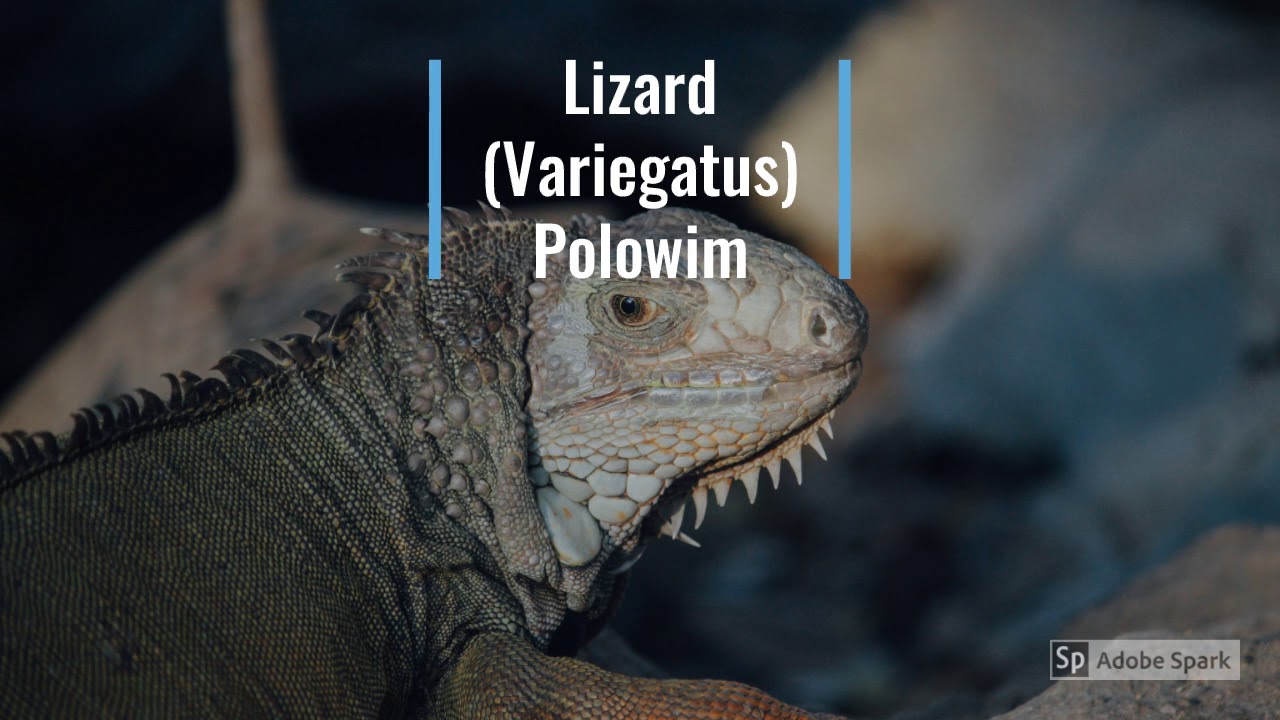 Yaqui Yoeme Language: Yaqui Reptiles and Yaqui Animals part 2 and Pronounciations