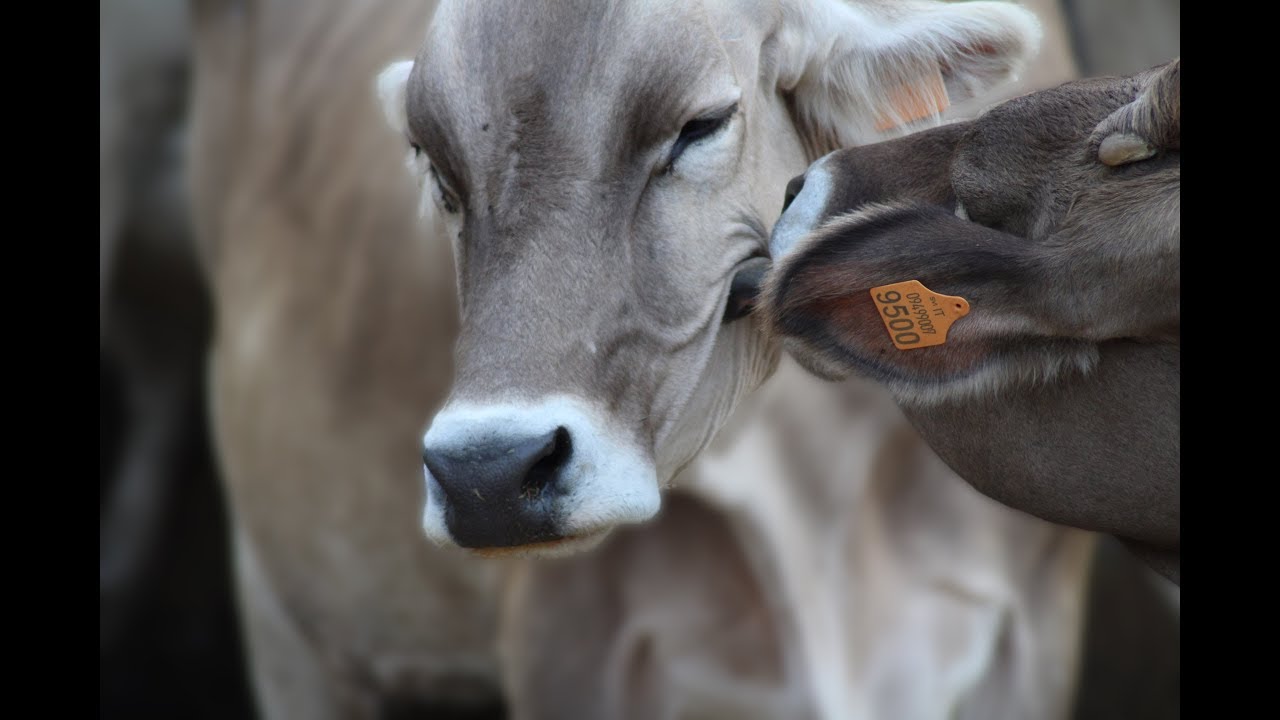 Il Molise non esiste ma il Caciocavallo sì: Agriturismo Costantini