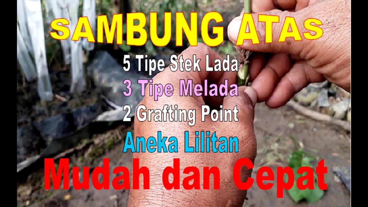Pembibitan Lada. Cara Sambung Lada dengan Melada. Sambung Atas