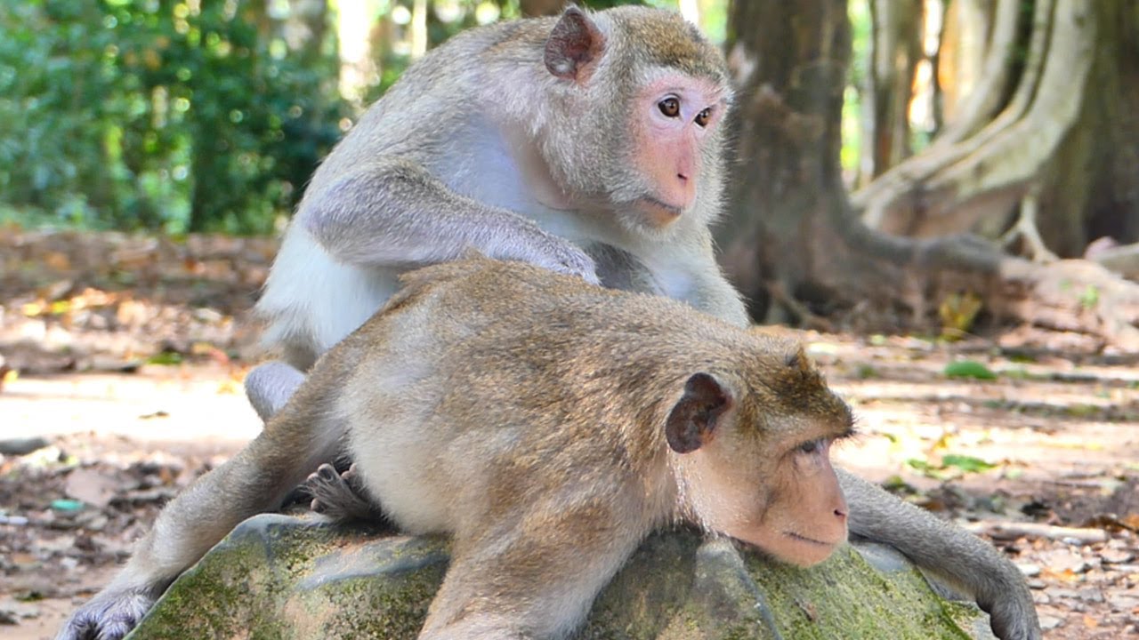 Great mommy Paiper ,keep a good work for her lovely son, heartwarming | monkey
