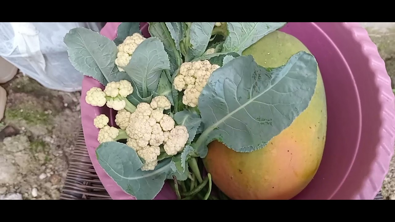 Part 2 edisi panen  panen alhamdulillah #kebunorganik #urbanfarming