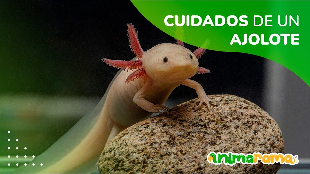 Cuidados de un Ajolote | Alimentación | Hábitat | Tipos de Ajolotes