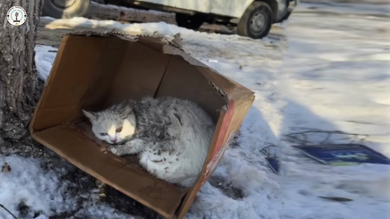Huddled in a cardboard box at  -20*c, stray cat silently cried to beg for help