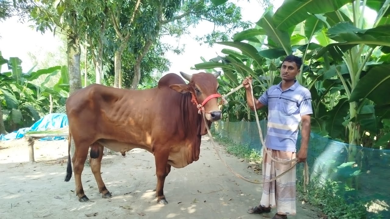 দিনাজপুরের সেরা মানের ৪টি বড় বড় ষাঁড় গরু লট কত চায় আব্দুর রাজ্জাক বেপারী #cow #fypシ゚viral 