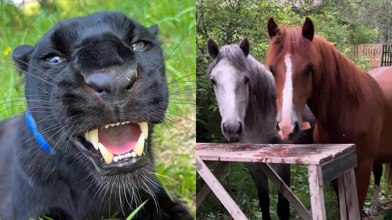 у Луны пантеры очень насыщенные выходные🐴🚣‍♀️🐆