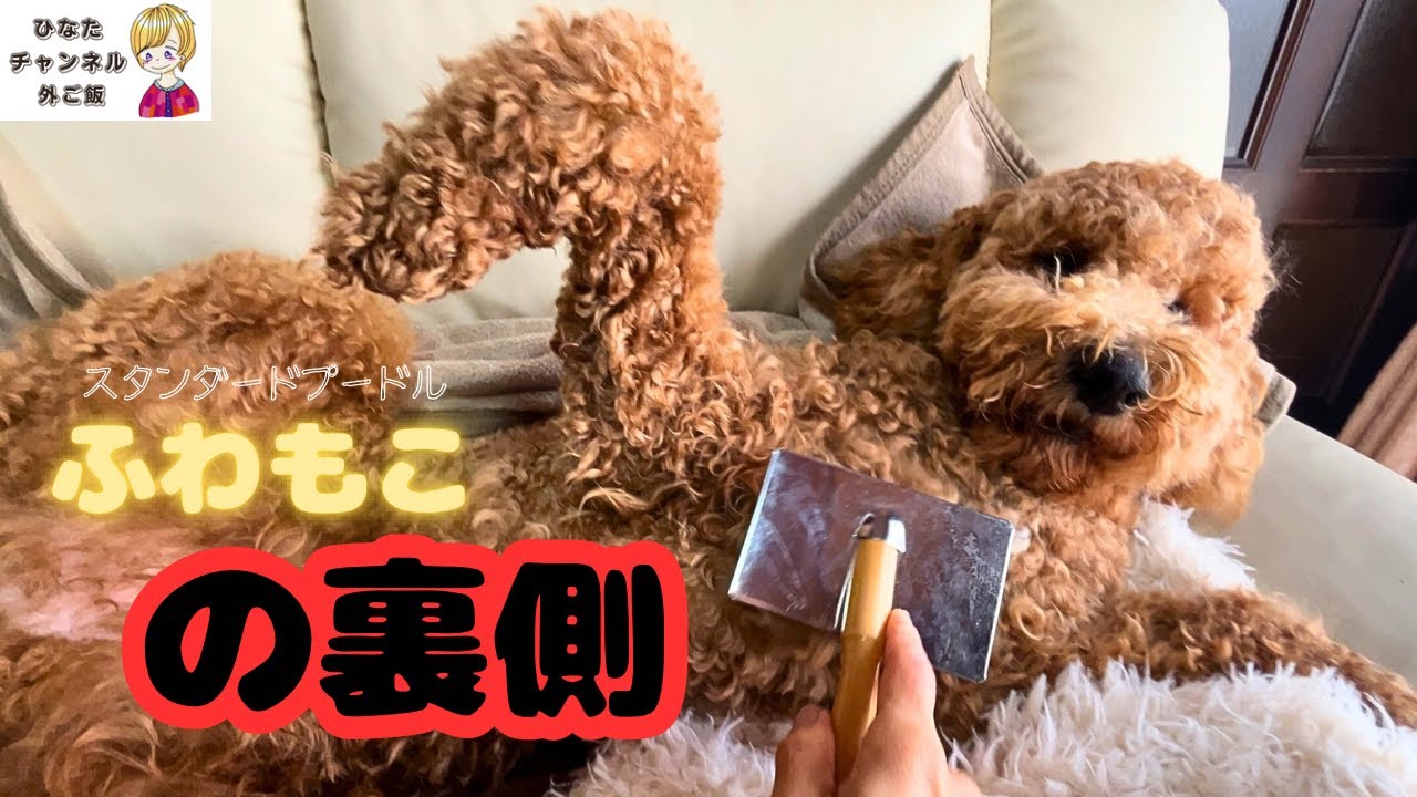 可愛いだけじゃない。ふわもこの裏側　#スタンダードプードル #犬のいる生活 #大型犬のいる生活