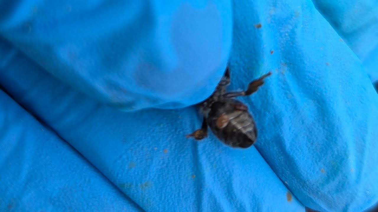 Ja nie mam Varroa w ulu... czy jesteś tego pewien  ? odpowiedzi na pytania 