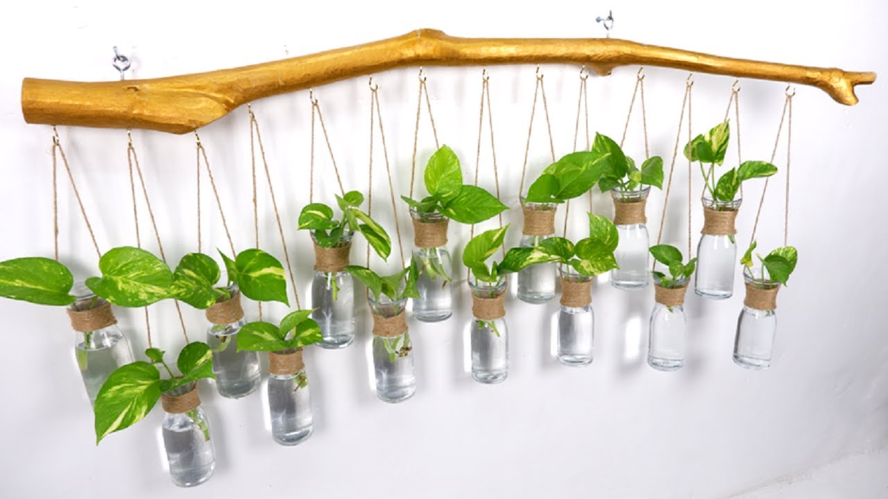 Indoor Plants for Wall Hanging Decoration in Water Using Old Tree Branch Holder at Home