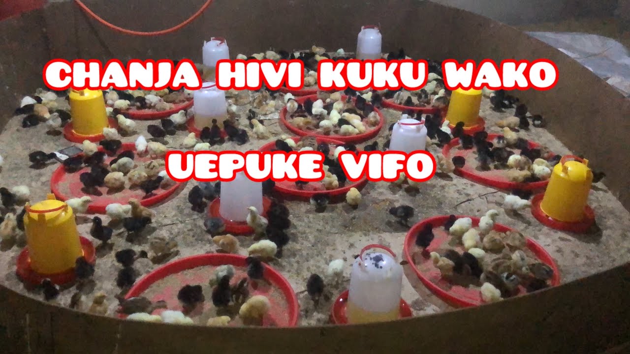 CHANJO ZA KUKU  Episode 8      #banda #farmlife #farming #chicken #farm #poultryfarming #motivation