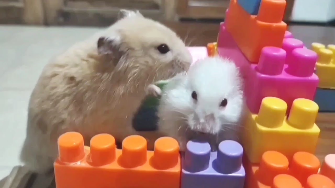 Fun hamster activities in everyday life 🐹#hamsters #pets #cute #animals #funny #funnyhamster