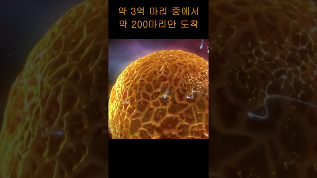 정자의 여행, 정자는 어떻게 난자에 도달해서 수정을 할까? 생식 Ep 01 #shorts #생식 #수정 #정자 #난자 #임신