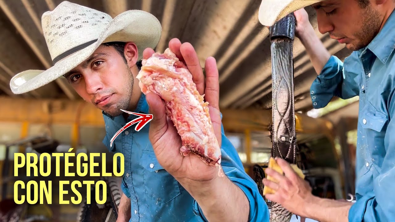 Cómo cuidar el CUERO de nuestro caballo (cinturones, monturas, baquetas, etc.) Protege a tu caballo