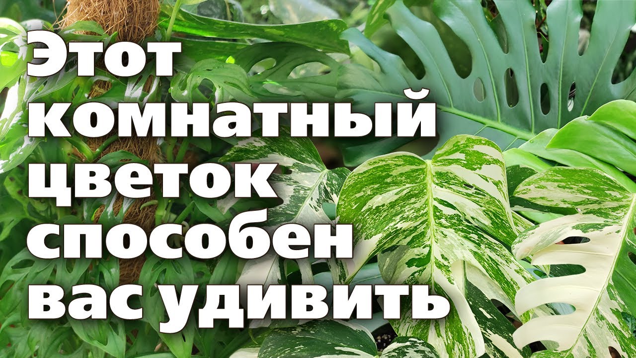 МОНСТЕРЫ. Их удивительно красивые разновидности и секреты выращивания