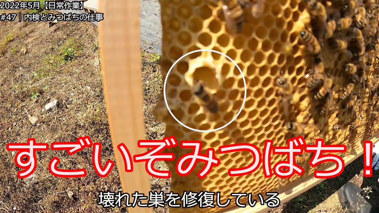 No47【日常作業】内検とみつばちの一生