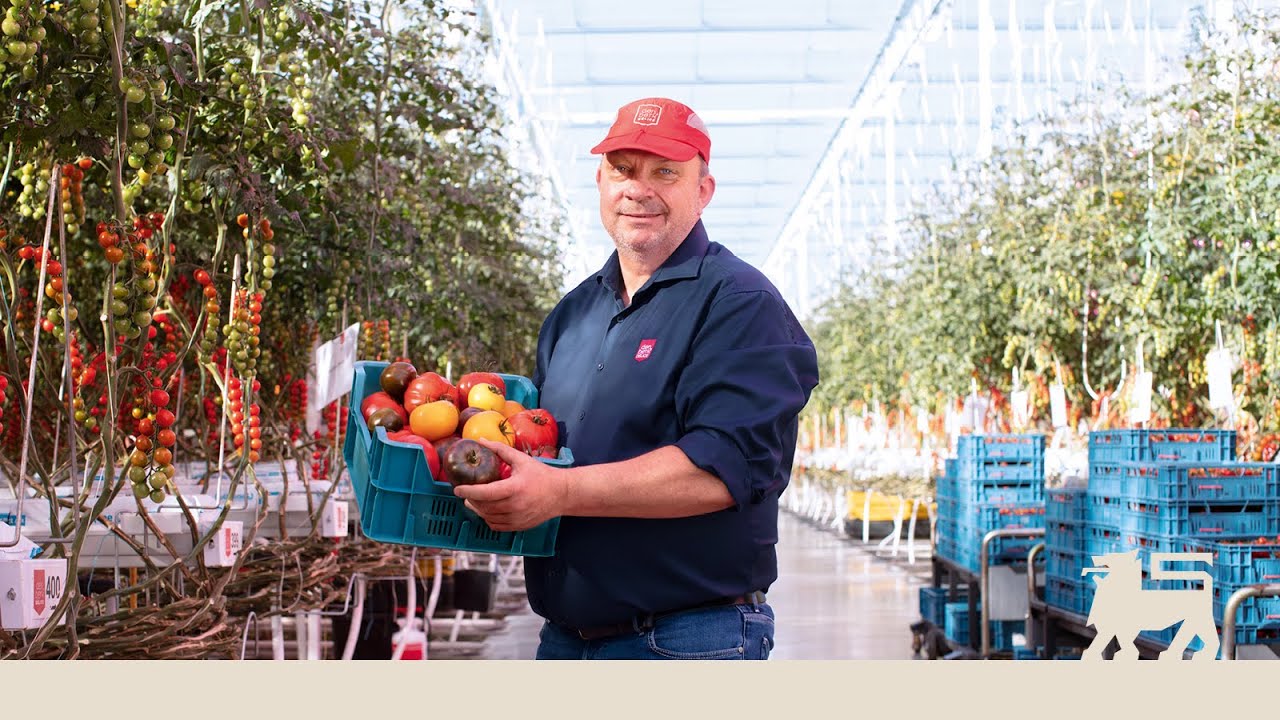 Antwerpen in de kijker: proef verse Belgische tomaten van Hans