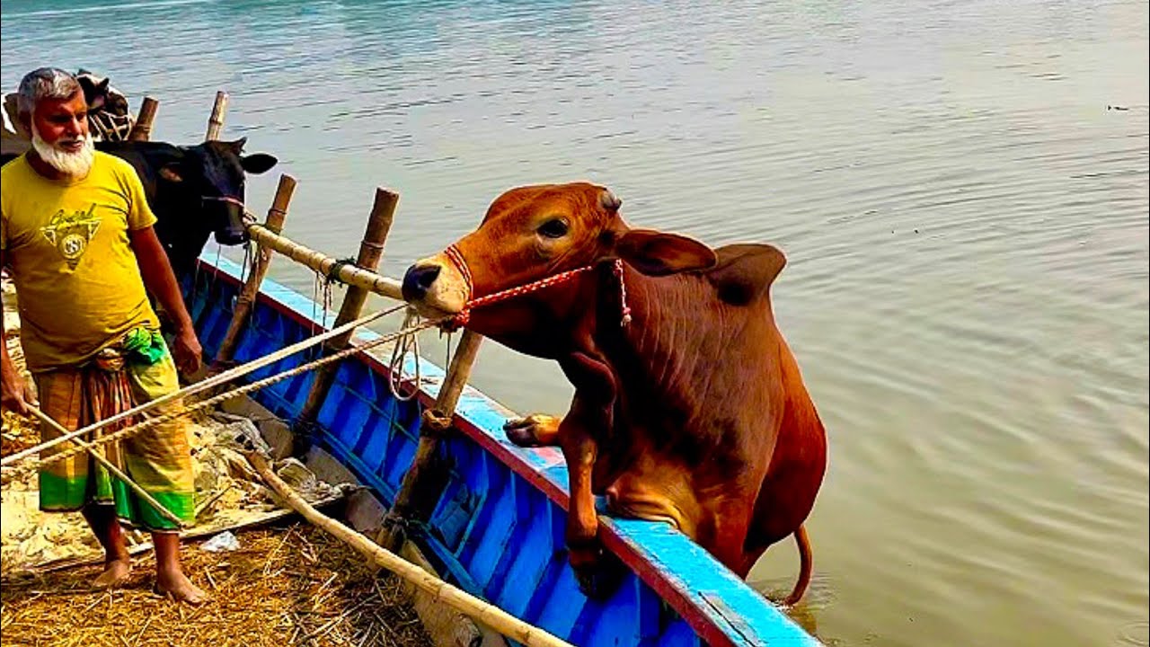 Cow unloading, cow videos, cow video, animal, big cow, goru hamba cow, Ep- 32