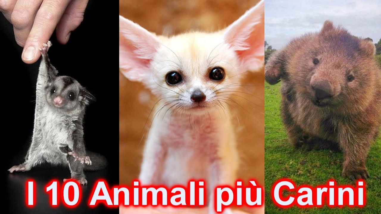 10 STRANI ANIMALI DOMESTICI SUPER DOLCI E COCCOLOSI