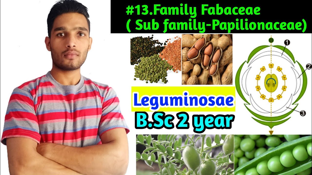 Family Fabaceae or Papilionaceae||Floral Daigram and Floral Formula||Leguminosae ||B.Sc 2 year