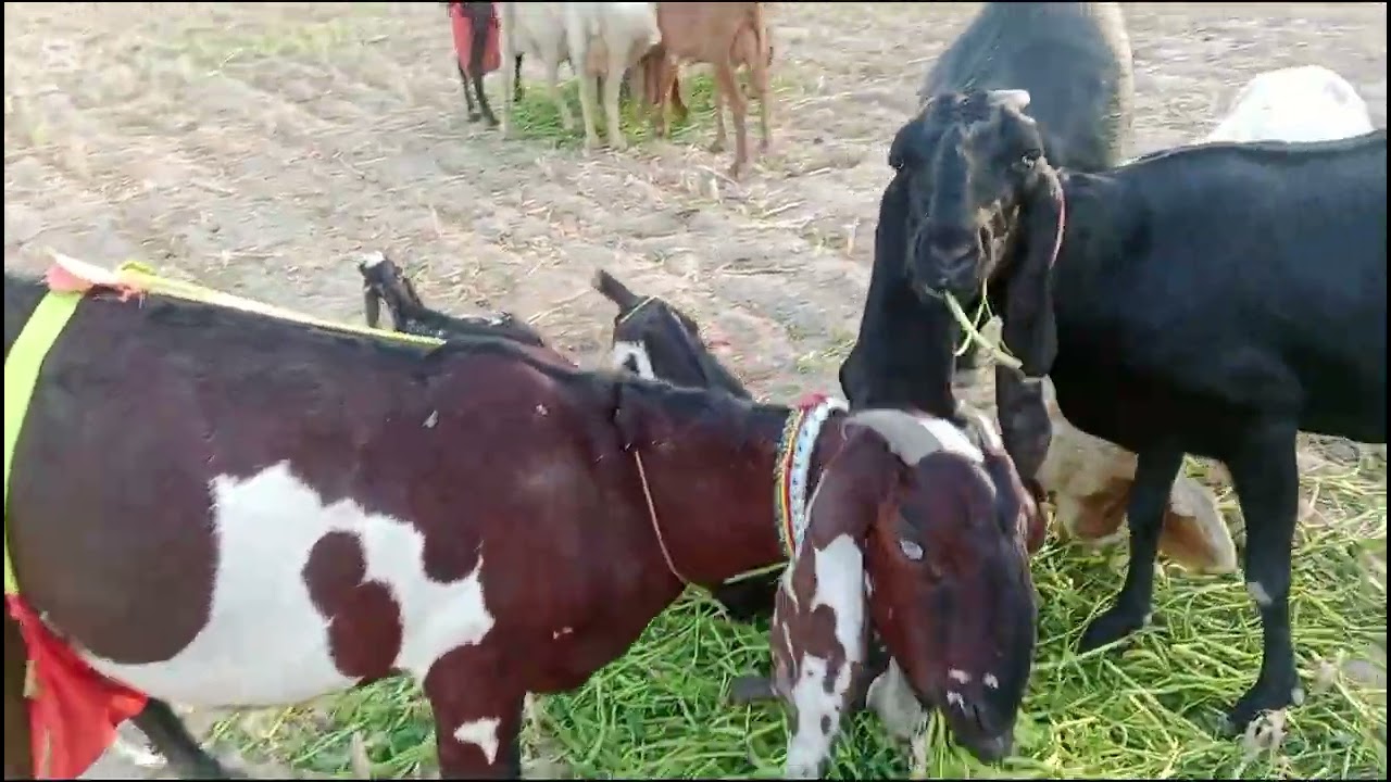 فل خوبصورتی کے ساتھ بکری تیار ہے