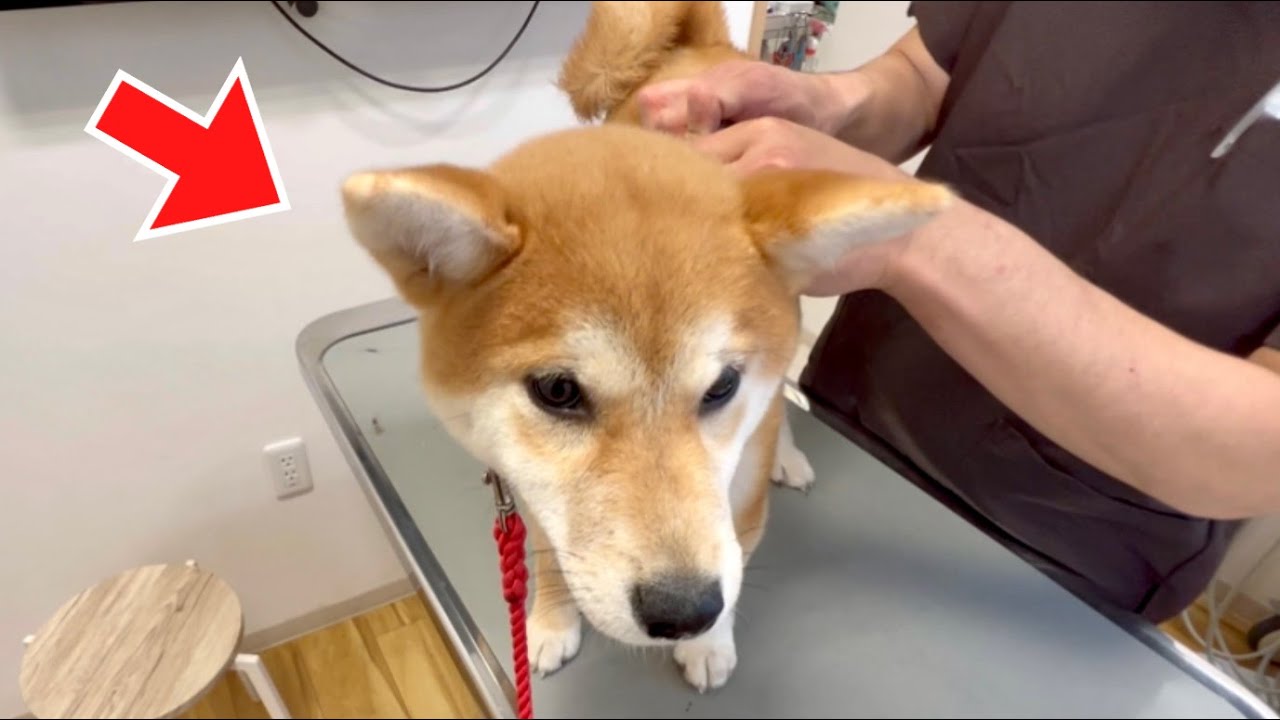 Shiba Inu, обратившийся в ветеринарную клинику для вакцинации от бешенства