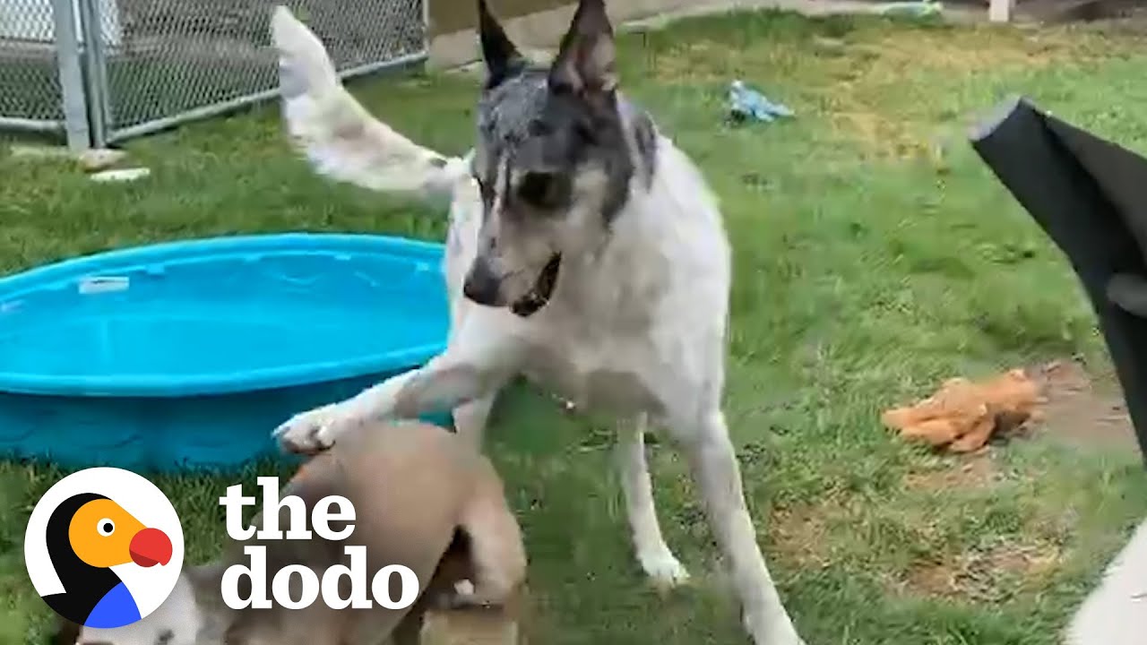 This Dog's Been In Foster For Over 2 Years | The Dodo