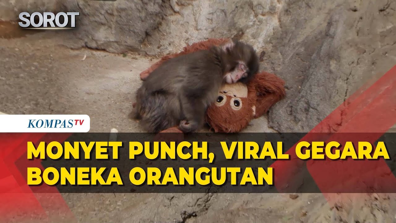 Viral Monyet Punch Hidup dengan Boneka Orangutan & Cerita Miris Ditelantarkan Induknya