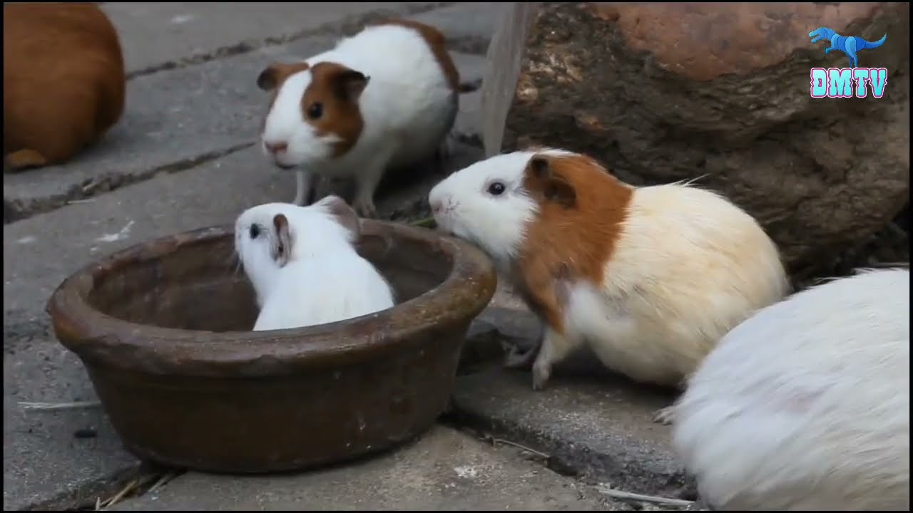 Tier Dokumentation auf Dino Media TV Teil 1 Die Meerschweinchen