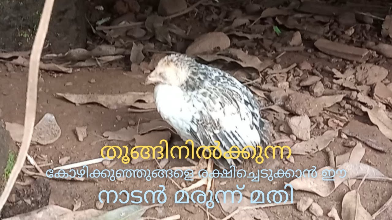 തൂങ്ങിനിൽക്കുന്ന കോഴിക്കുഞ്ഞുങ്ങളെ രക്ഷിച്ചെടുക്കാൻ ഈ നാടൻ മരുന്ന് മതി | Poultry Tips in Malayalam