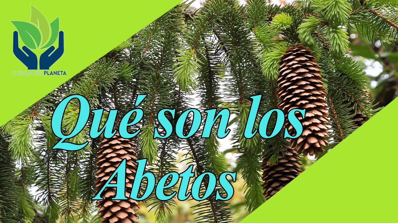 Abeto: todo lo que debes saber sobre este árbol