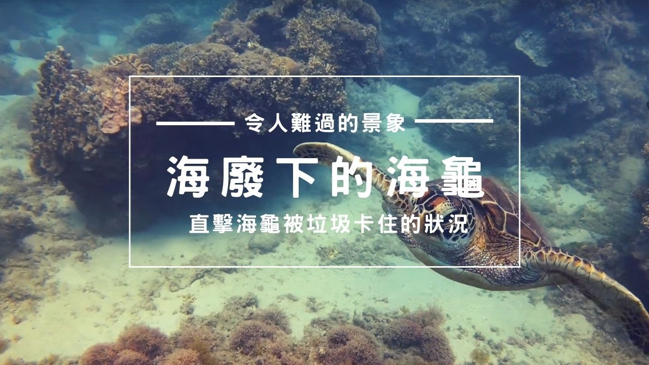 海廢下的海龜｜墾丁最令人難過的景象 直擊海龜被垃圾卡住的狀況
