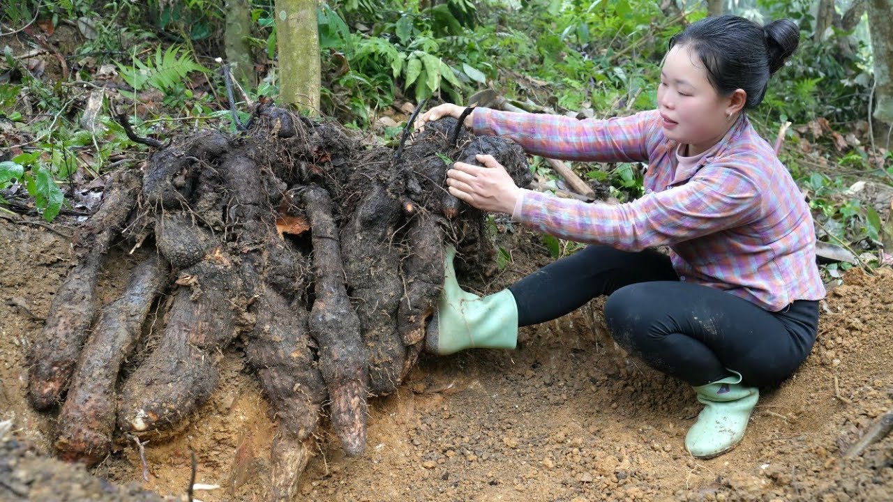 Harvesting Rare Roots in Nature to take to the Market to Sell | Caring for Animals.