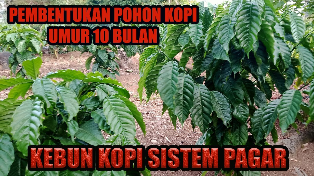 CARA MEMBENTUK TANAM KOPI DALAM SETIAP POHONNYA MENJADI 3 BATANG PADA KEBUN KOPI SISTEM PAGAR