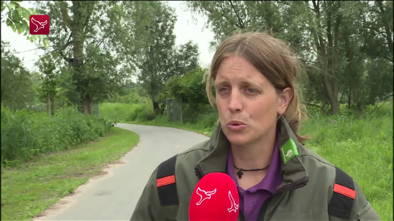 Nachtelijke onrust rond drachtig paard in Oostvaardersplassen